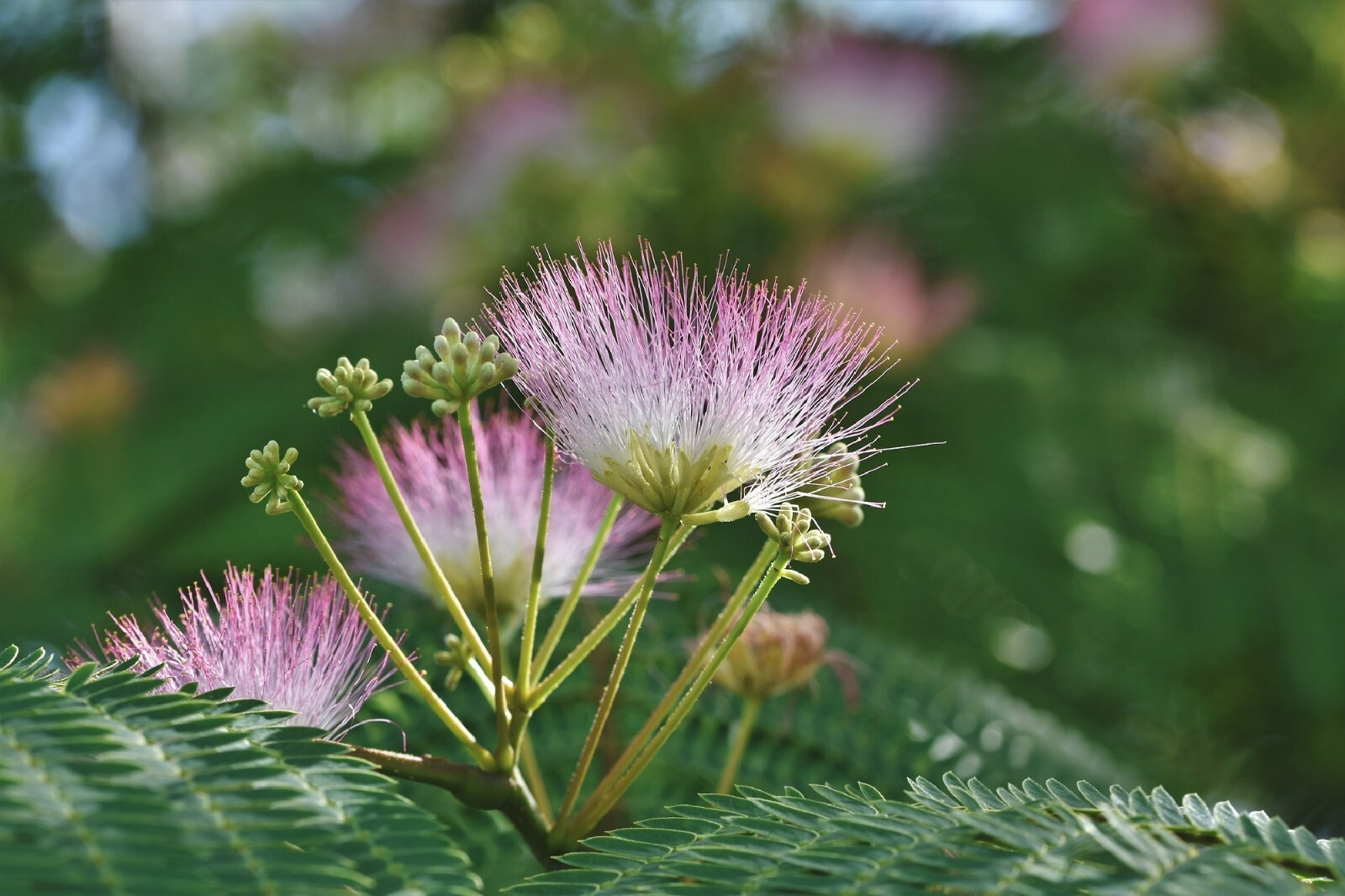 Silk Tree {Albizia julibrissin} Exotic Ornamental | | 30 Pre-Stratified seeds