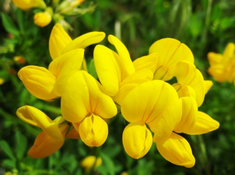 Birdsfoot Trefoil Seeds for Wildlife Food Plots 1/2 pound