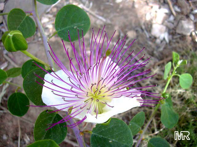 Caper Bush Seeds, Capparis spinosa