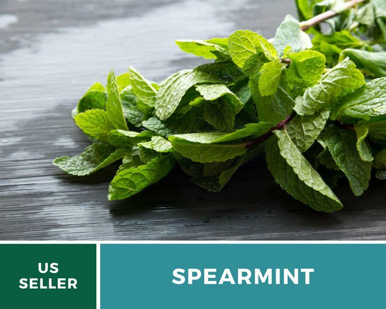 Spearmint – 250 Seeds – Medicinal & Culinary Herb – Heirloom GMO Free
