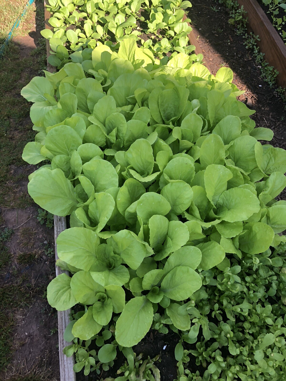 Bitter Melon, Gold Bell , Sweet Bitter Gourd (50 Seeds)