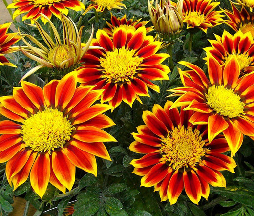 GAZANIA KISS GOLDEN FLAME Gazania Rigens – 100 Bulk Seeds