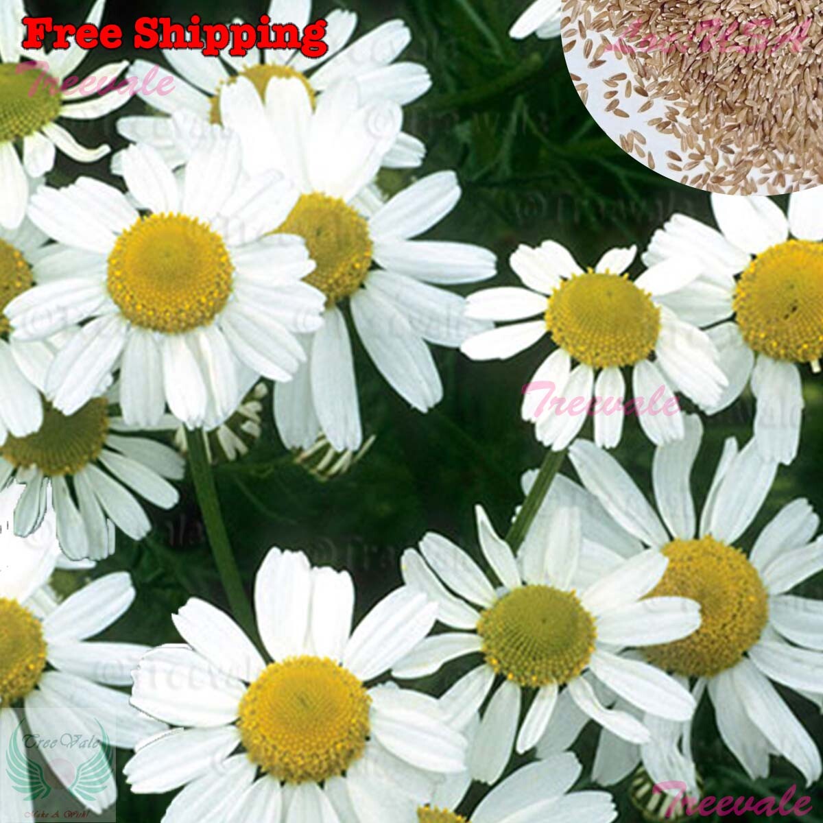 Roman Chamomile Seeds – Anthemis Nobilis – Herbal Carpet Seeds | Flower Seeds