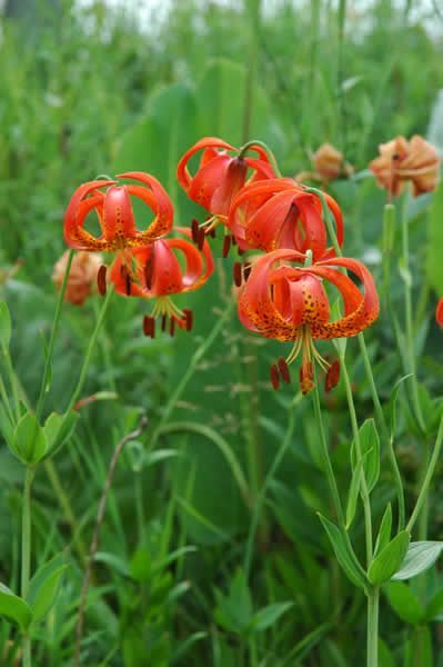 5 Turk’s-cap lily Lilium superbum Bulb/tuber Woodland Wildflower ~Native Hardy~