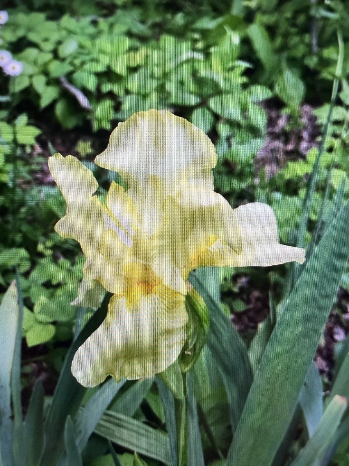 Yellow Bearded Iris BULB SPRING FLOWER (Buy 1 get 1 free + Bonus Gift)