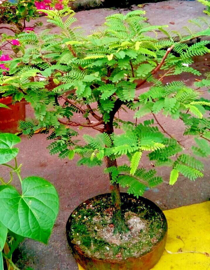 100 Tamarind Tree Seeds Tamarindus indica Tropical Fruit Flower Plant, Bonsai