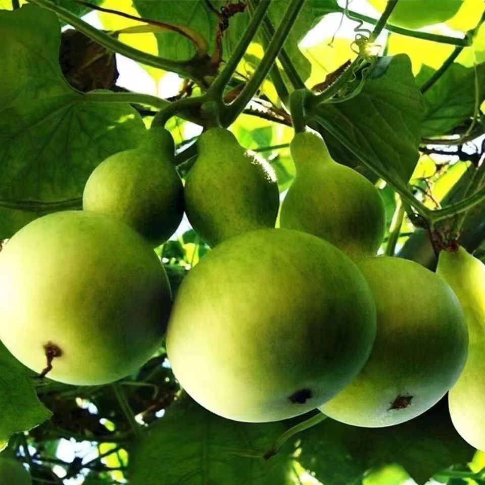 10+Bottle Gourd seeds Birdhouse Craft Calabash Asian Buddha Squash Vegetable USA