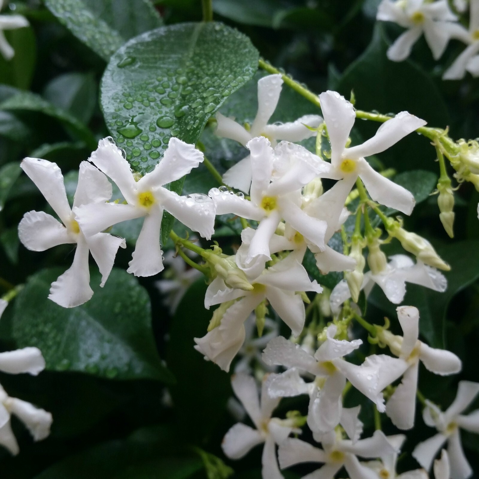 ~~CONFEDERATE STAR JASMINE~~Rooted STARTER Plant~~Extremely Fragrant Vine~~USA