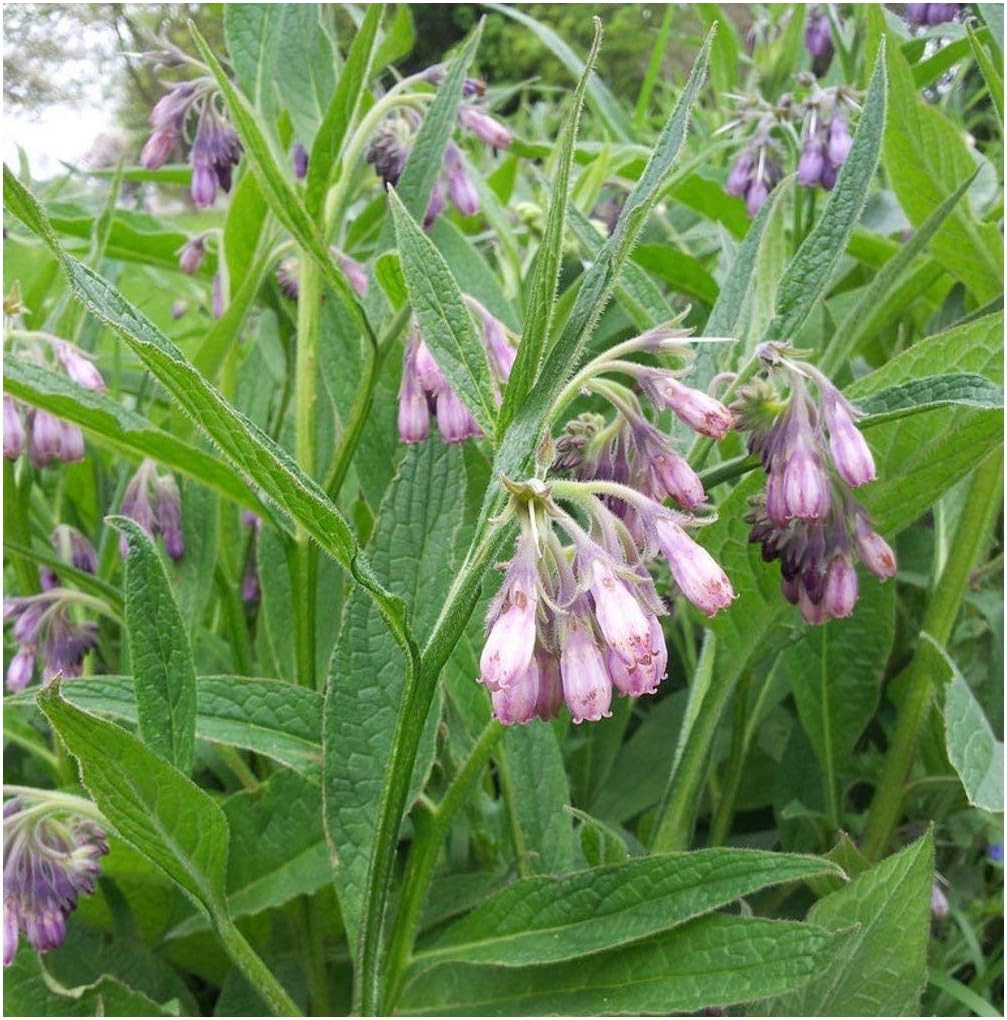 True Comfrey 50 Seeds (Symphytum Officinale) Non GMO, Heirloom