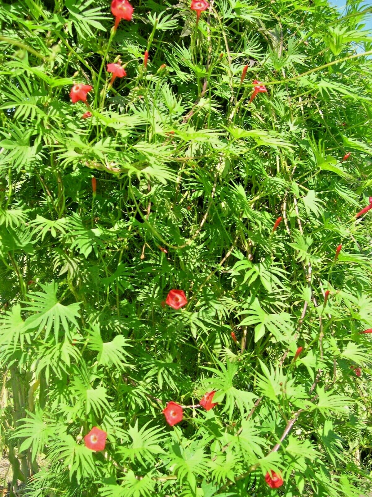 41+CYPRESS VINE Flower Seeds Climbing Flowering Vine Summer Garden Container