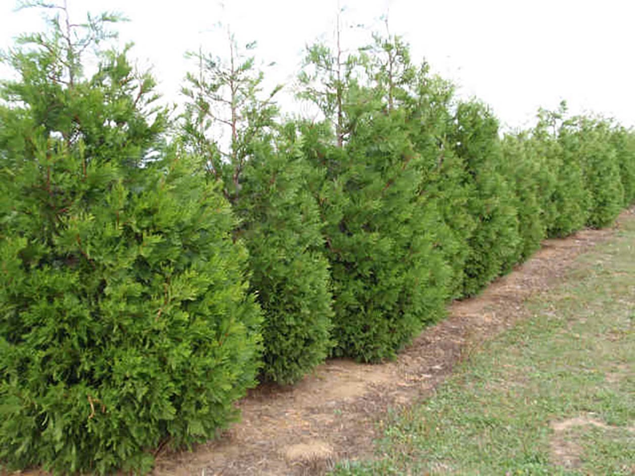Incense Cedar, Calocedrus decurrens (Libocedrus decurrens), Tree Seeds