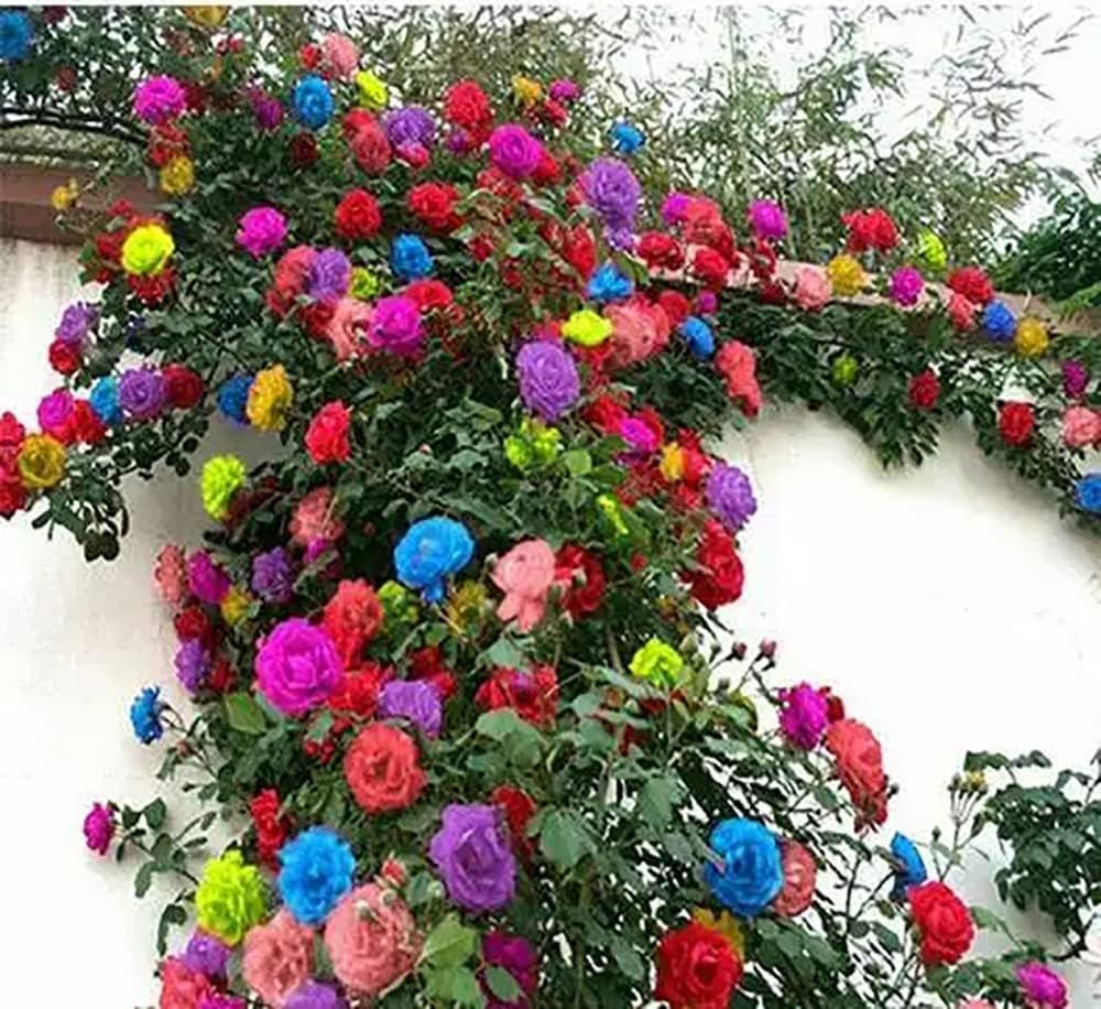 200+ Mix Climbing Rose Seeds for Planting Outdoors Ornamental Climbing Flowers R