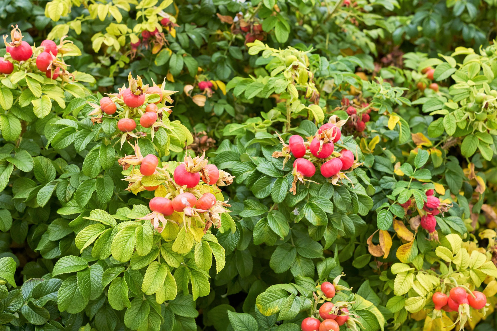 50 Pink BEACH ROSE Seaside Sand Rose, Beach Tomato Rosa Rugosa Hips Flower Seeds