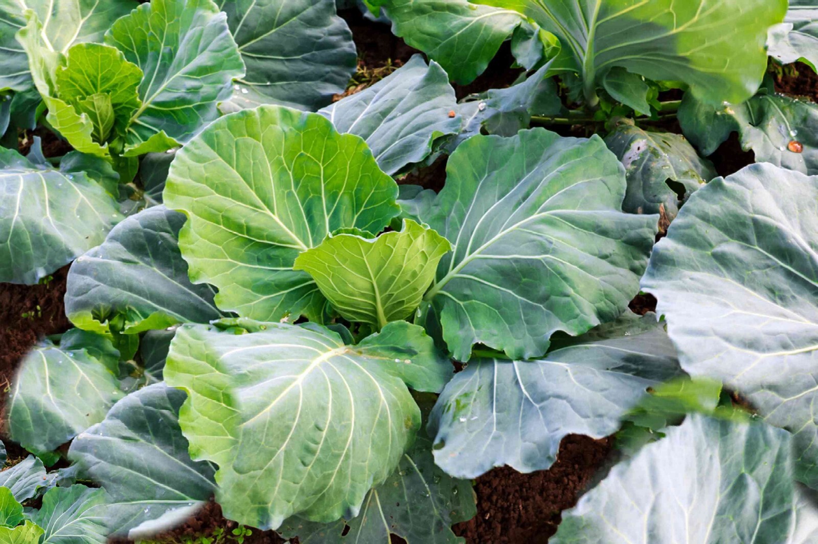 100 Morris Heading Collard Seeds Non-GMO Heirloom | Fresh Seeds free shipping