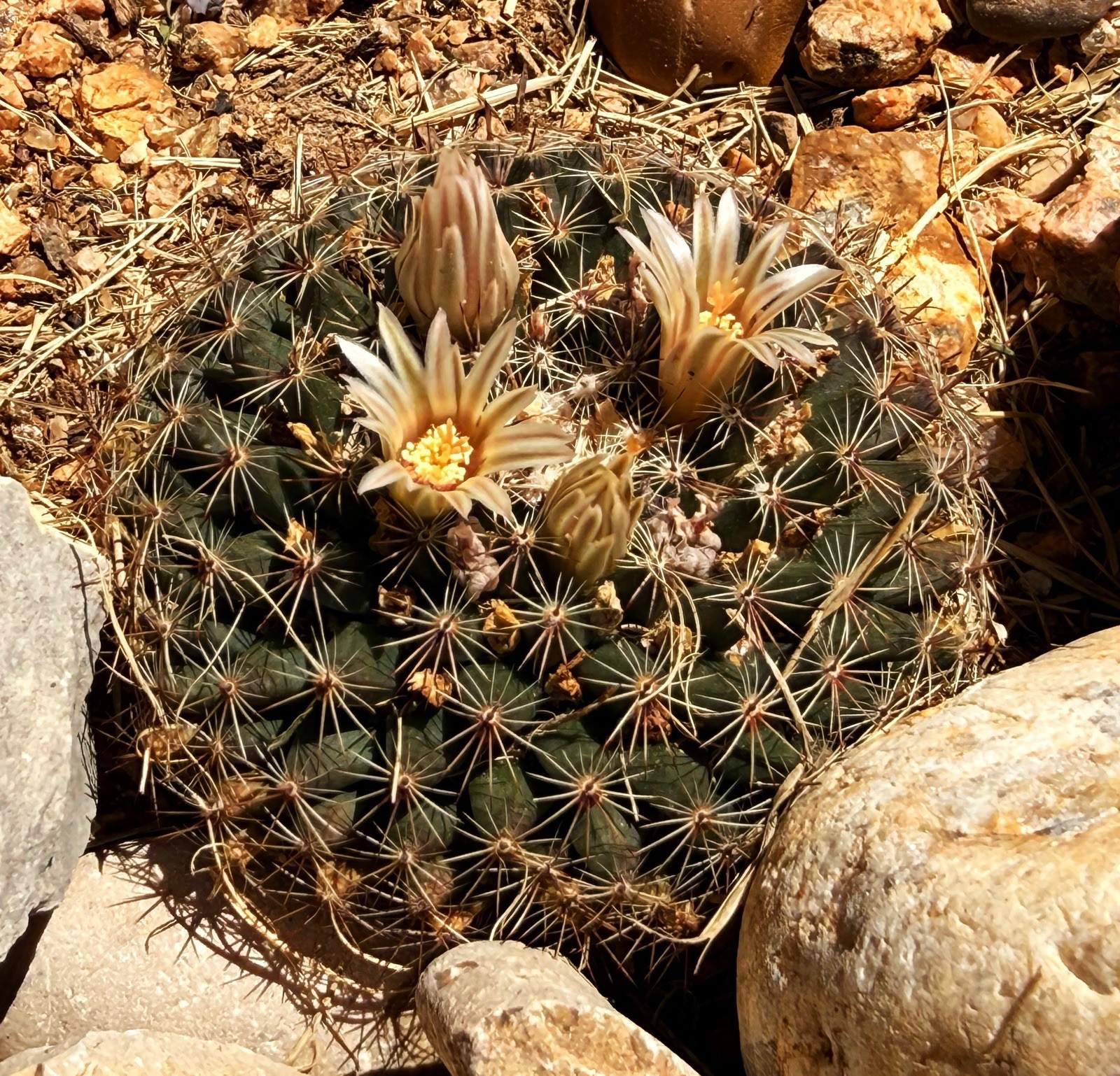 Mammillaria Heyderi Cactus Seeds 20+ Seeds Flower Garden