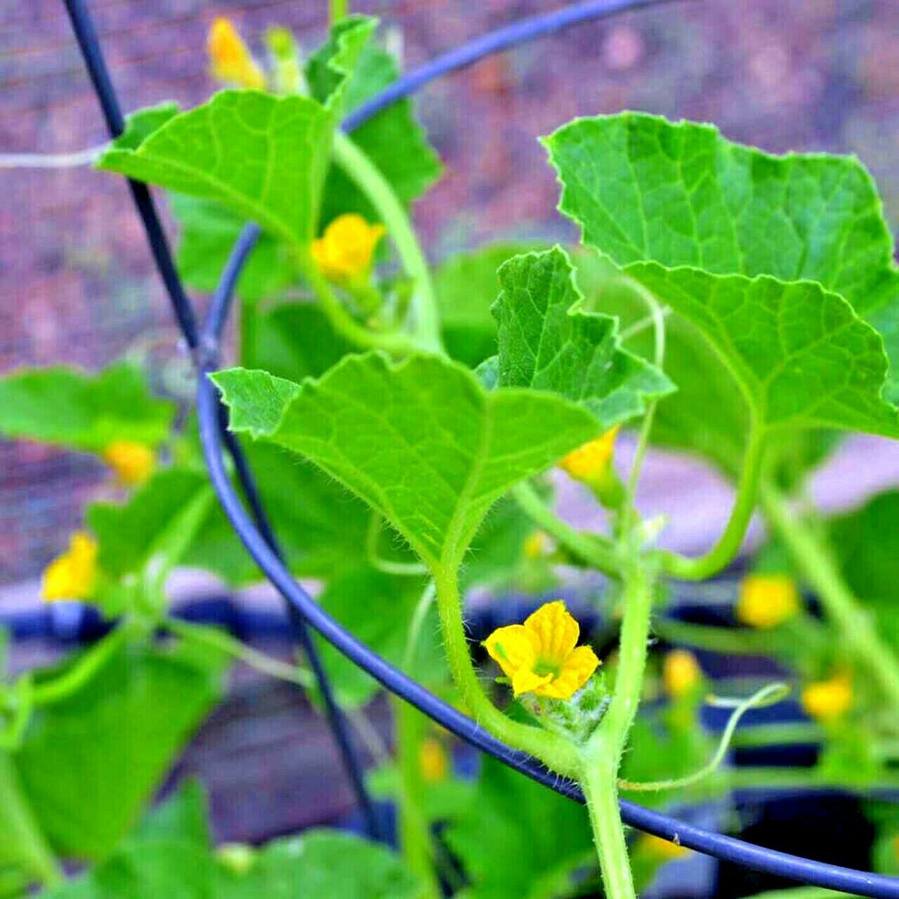 20 Charentais Melon Cantaloupe Seeds NON~GMO Organic Garden French Hybrid Plant