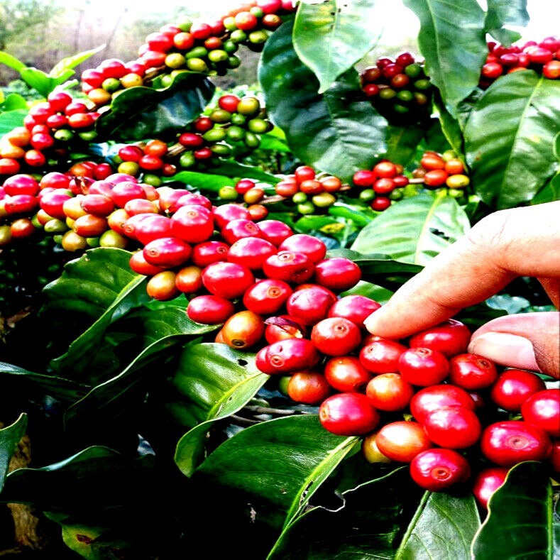 10 Coffea arabica Seeds Tropical EXOTIC Coffee Bean Indoor House Plant Tree RARE