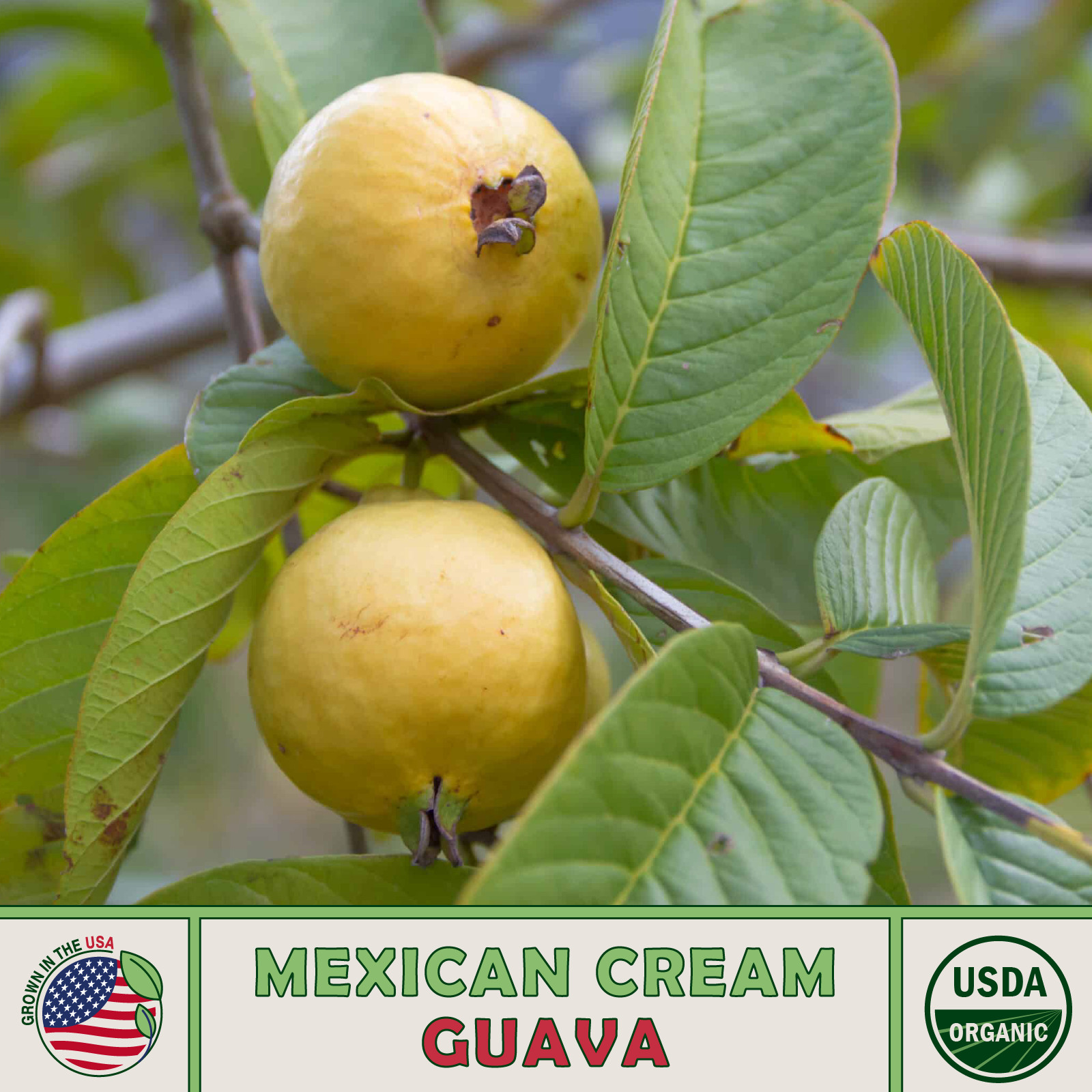 15 Organic Mexican Cream Guava Seeds, Heirloom, Non-GMO, Genuine USA