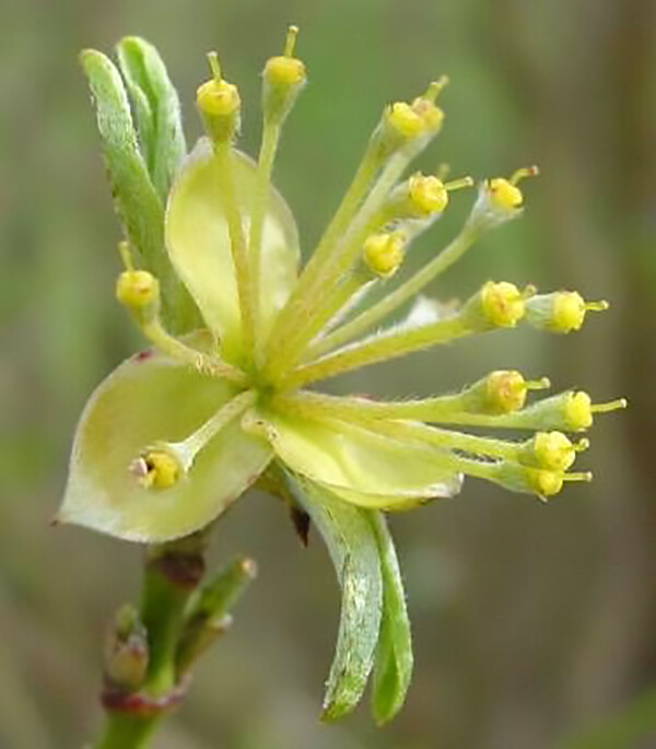 Cornelian Cherry Dogwood, Cornus mas, Tree Seeds