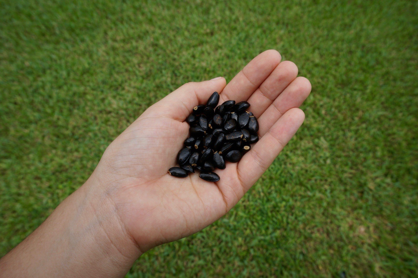 Red Sugar Apple Seeds (Annona Squamosa) Ready To Plant (15 Seeds)