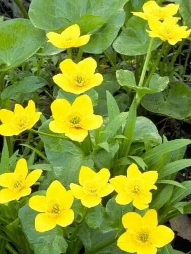 100 Yellow Swamp Marigold Seeds for Planting Bidens Aristosa Mutica Flower