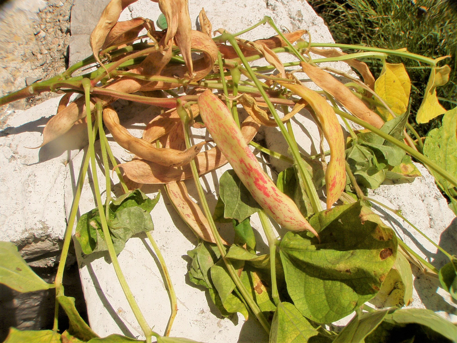 Pinto Bean Seeds | For Planting Bush Shell Beans Spanish Pea Vegetable Seed 2024