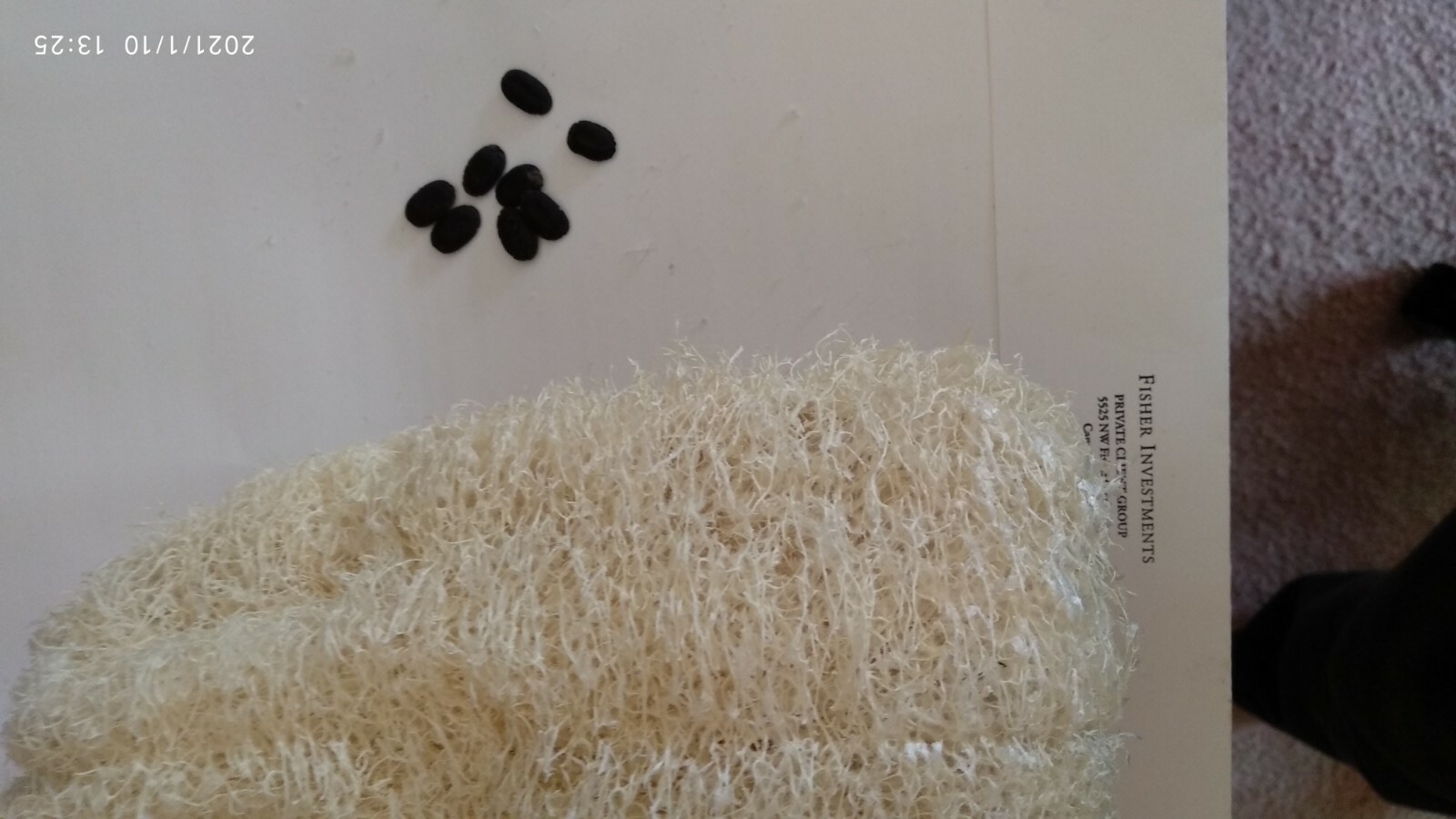 Luffa Seeds 絲瓜種子(10 pcs), grow as Vegetable or natural Sponge, Taiwanese sigua 