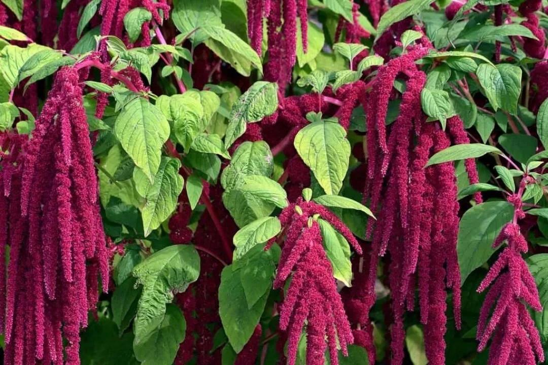 200+ Love Lies Bleeding Amaranthus Seeds – Drought Tolerant – Dried Flowers