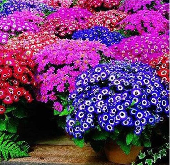 30 PCS Cineraria Florists Mix Colors Seeds B56, Beautiful Garden Blooming Flower
