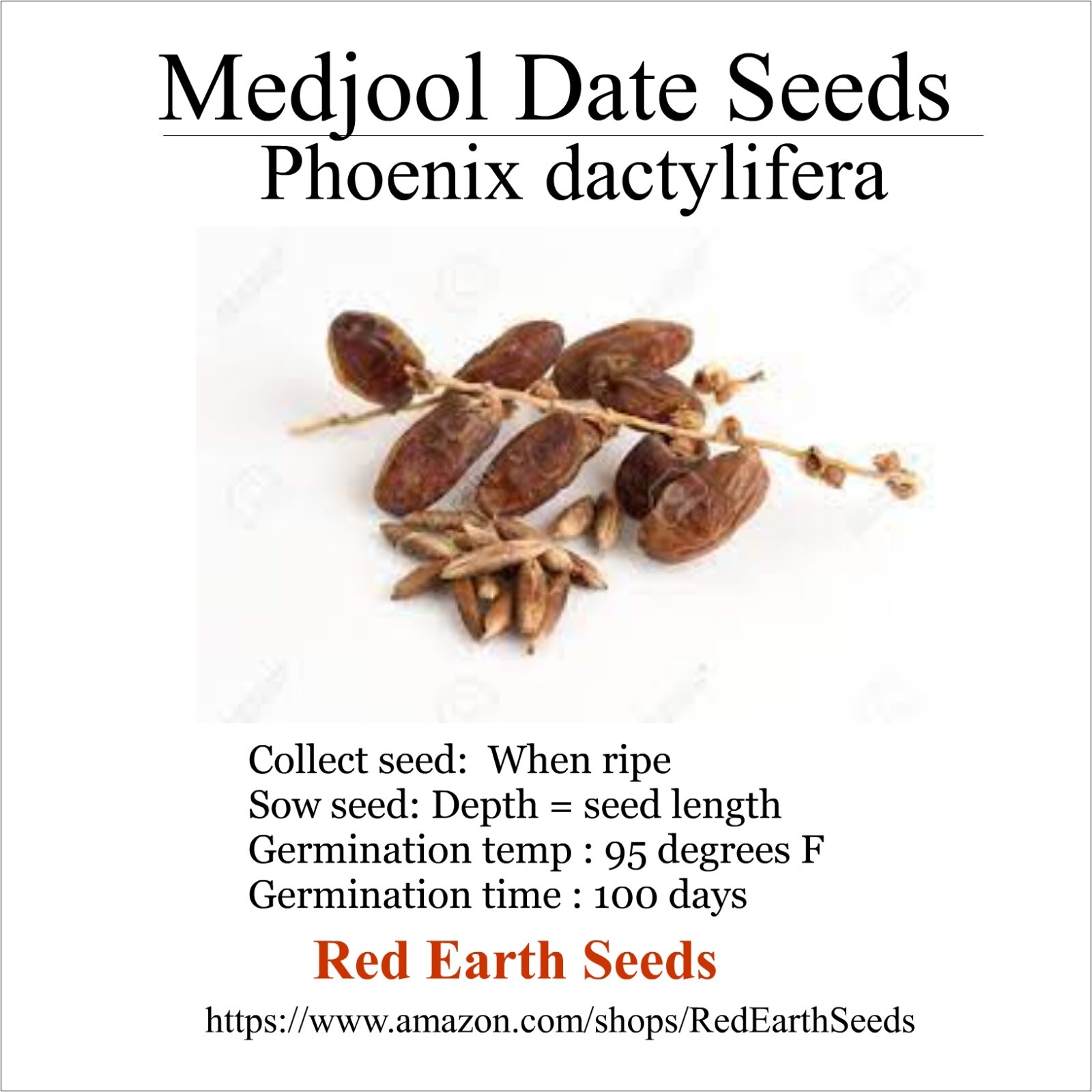 Medjool Date – 5 Seeds – Phoenix dactylifera