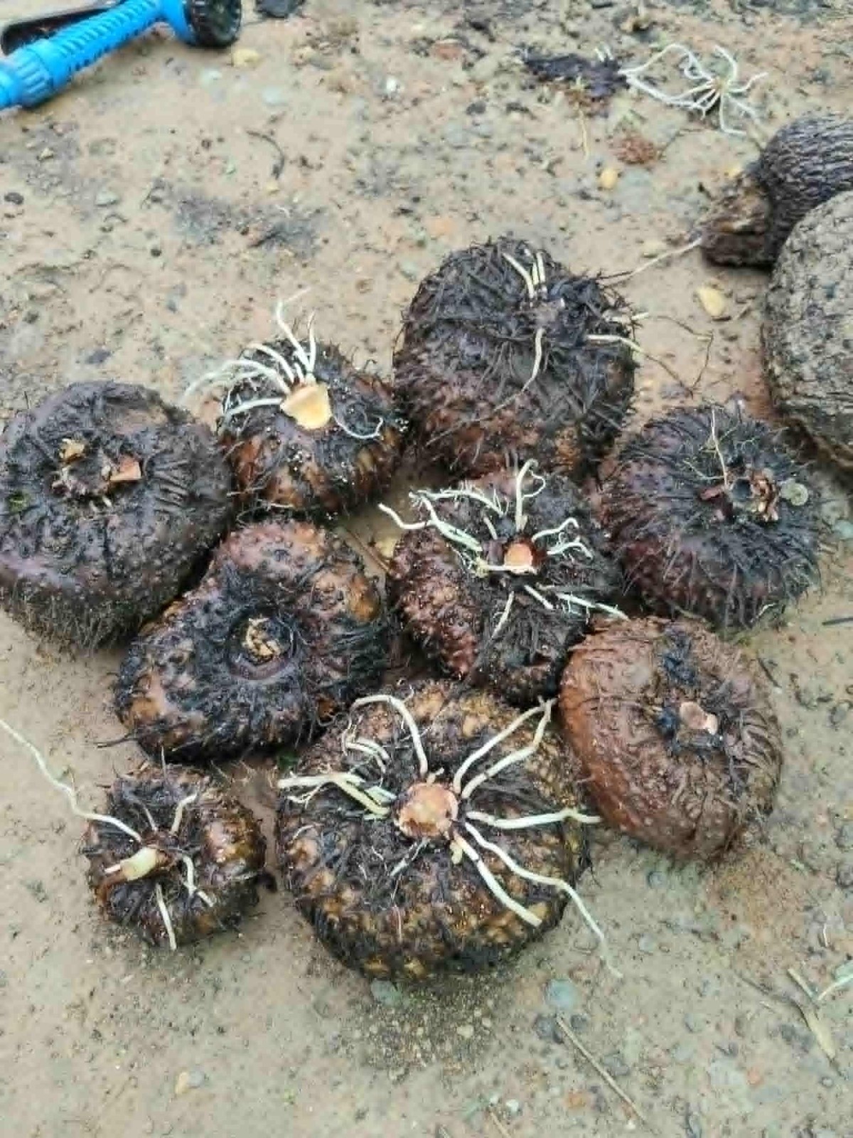 [BULB ONLY] Amorphophallus Blumei – DORMANT Konjac Caudex Bulb for Collectors
