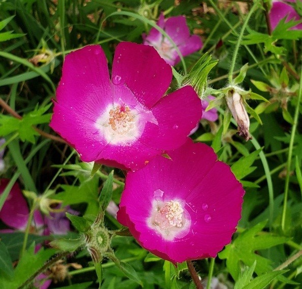 100 – 1,000 Heirloom Wine Cup Poppy Mallow Seeds Callirhoe involucrata Perennial