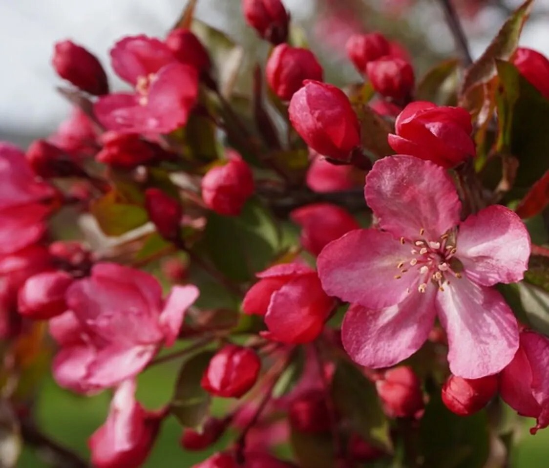 French Wild Apple Tree | Premium Seeds | Malus sylvestris ‘Fall’ | Plants’®