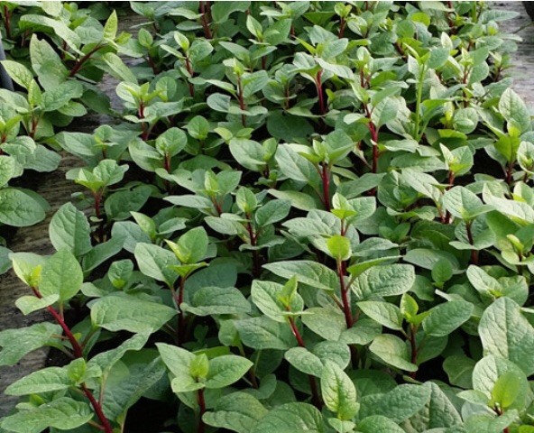 USA 600 Red Stem Malabar Spinach seeds alugbati pak plang mồng tơi Jul-2022 lot