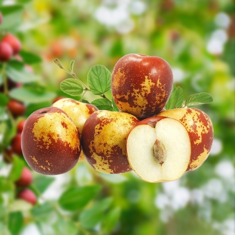 Sweet-Crunchy Round Jujube, Chinese Date – 12 Seeds – USA