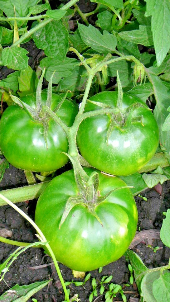 150+BEEFSTEAK TOMATO Seeds Organic Native Vegetable Summer Garden Container Easy