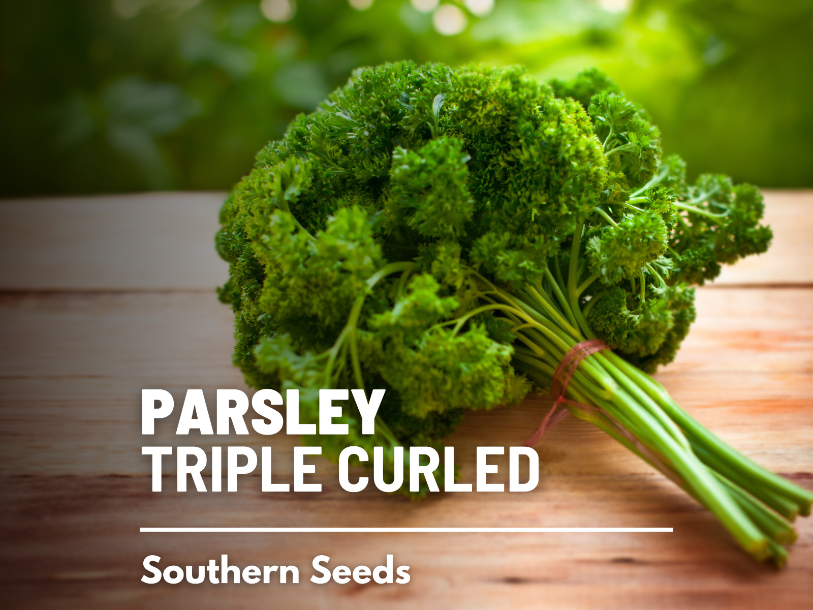 Parsley, Triple Curled- 200 Seeds – GMO Free (Petroselinum crispum)