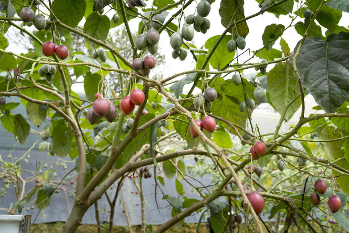 Red Tropical Tree Tomato- 20 Seeds — Ornamental Fruit- Betacea