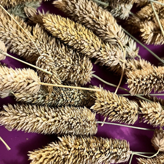 100 Phalaris aquatica seeds