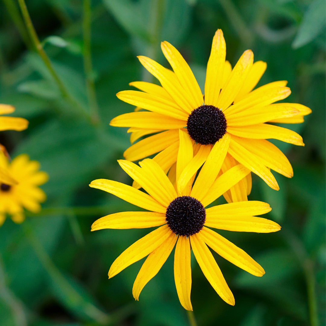 Fresh Premium Elegant Black Eyed Susan Seeds | Heirloom Non-GMO | Flower Seeds
