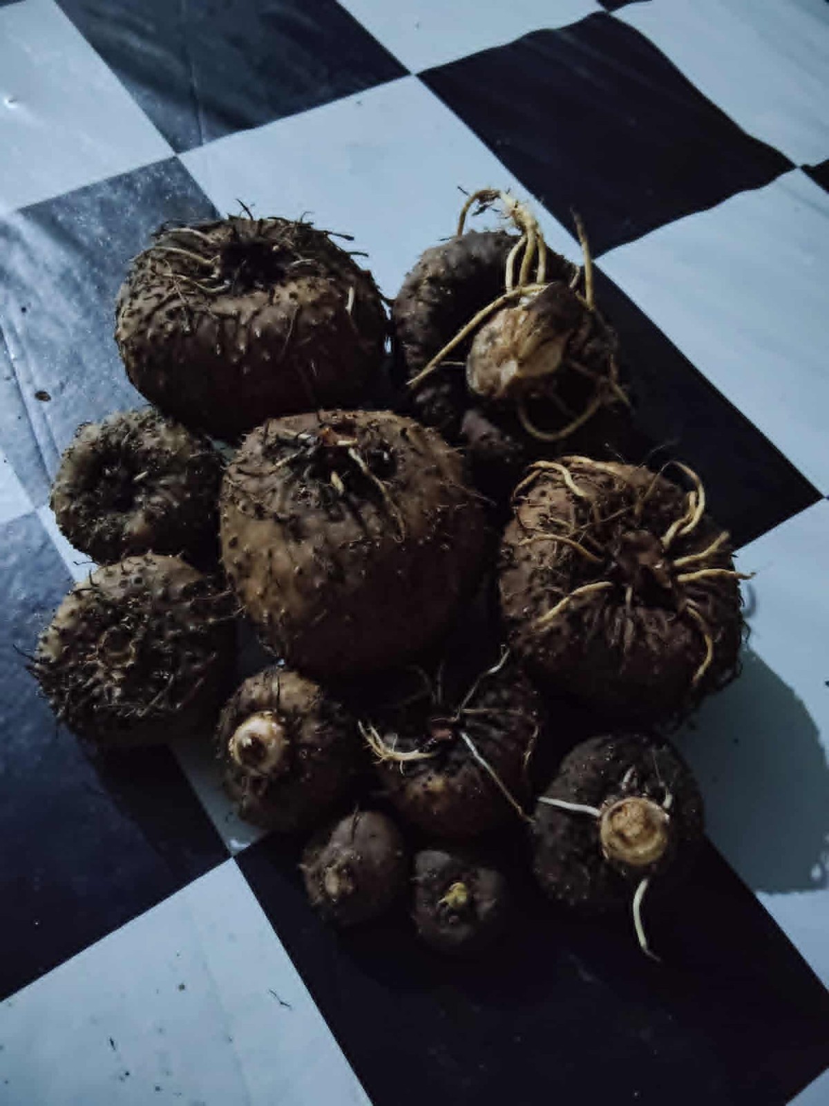 [BULB ONLY] Amorphophallus Blumei – DORMANT Konjac Caudex Bulb for Collectors