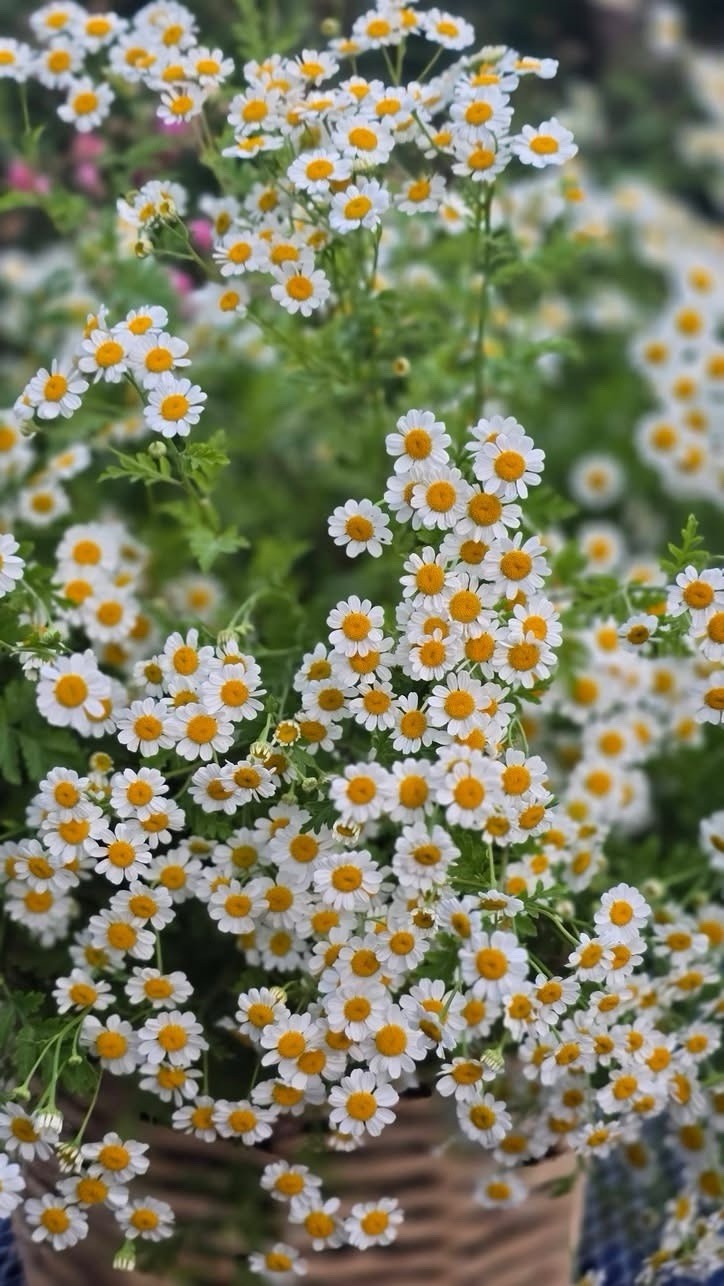 Feverfew, Tanacetum Parthenium – 200 Seeds 2024 – USA