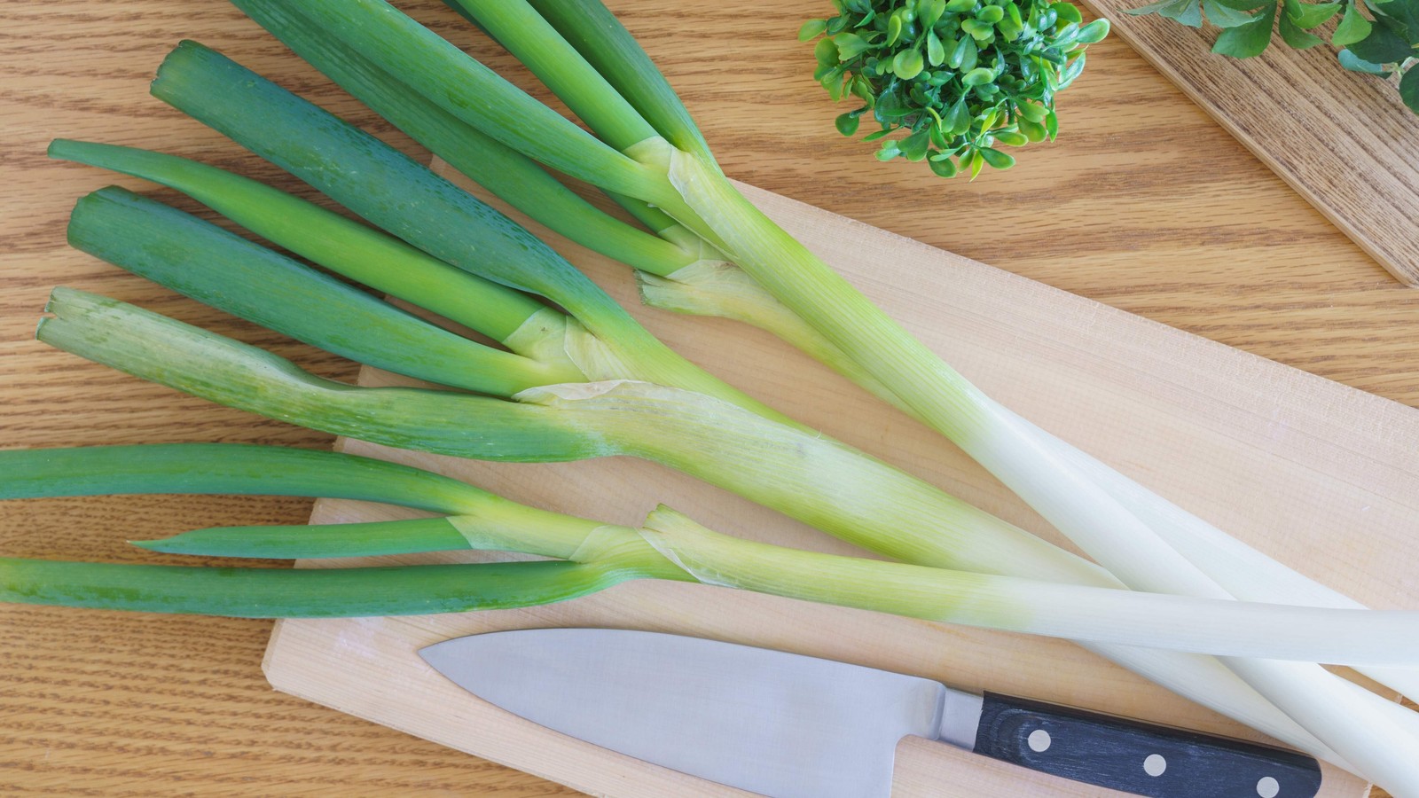 300 Evergreen NEBUKA BUNCHING ONION Japanese Allium Fistulosum Vegetable Seeds