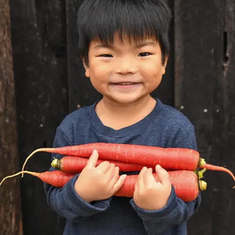 JAPANESE Kyoto Red Carrot Seeds (100) / FANTASTIC FLAVOR / SUPER RARE
