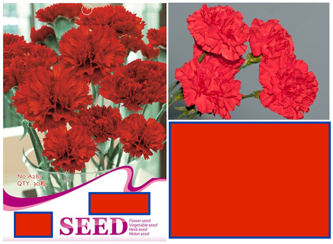 25pc CARNATION SEEDS Garden Plant Flower rare exotic USA seller FREE shipping