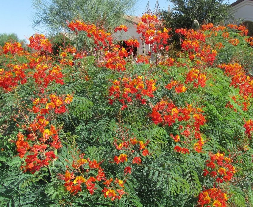 Caesalpinia Pulcherrima aka Red Bird of Paradise 5 Seeds Free Shipping!