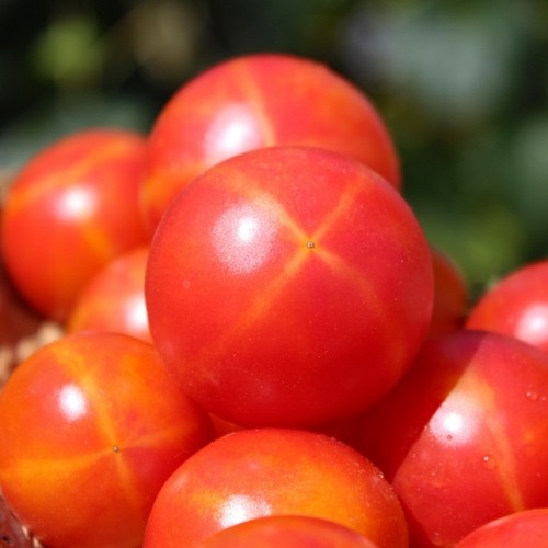30 ISIS CANDY CHERRY TOMATO SEEDS ~ heirloomseedguy ~ 2026 ~ NON-GMO