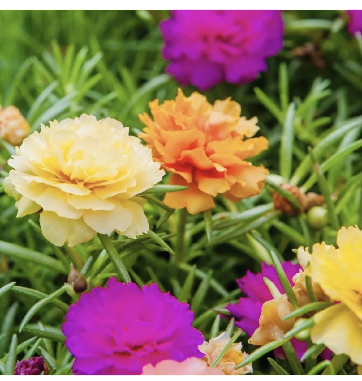 7000 seeds hoa 10 gio kep My Moss Rose Double Mix Flower – Portulaca grandiflora