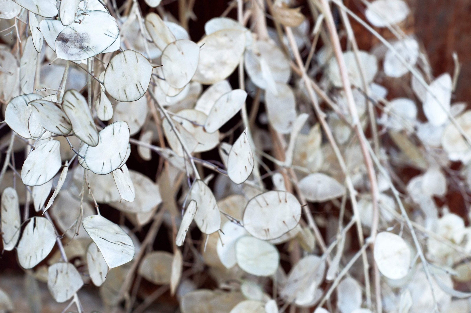 100 LUNARIA Biennis ( MONEY PLANT / Silver Dollar / Honesty ) Flower Seeds