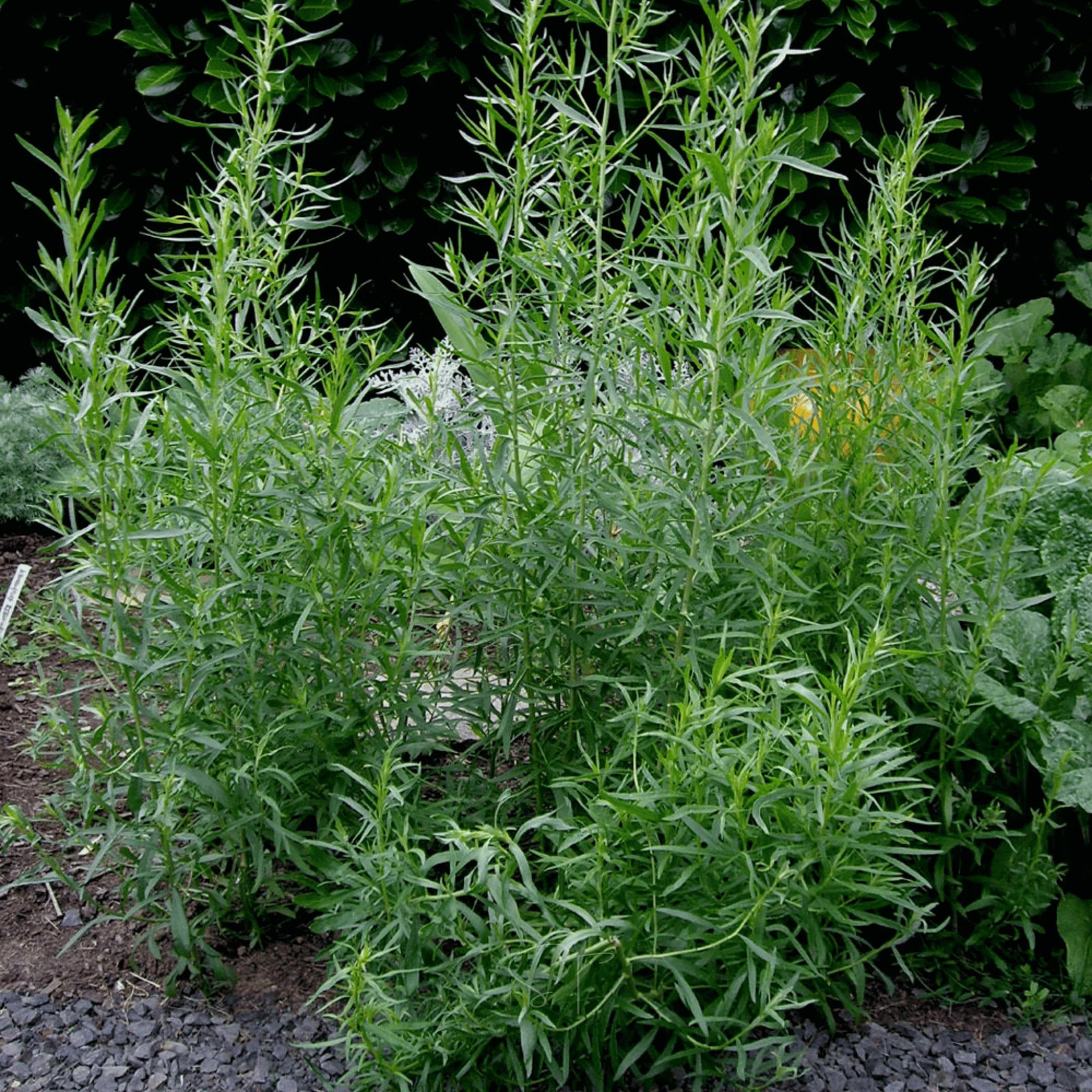 Tarragon – 300 Seeds